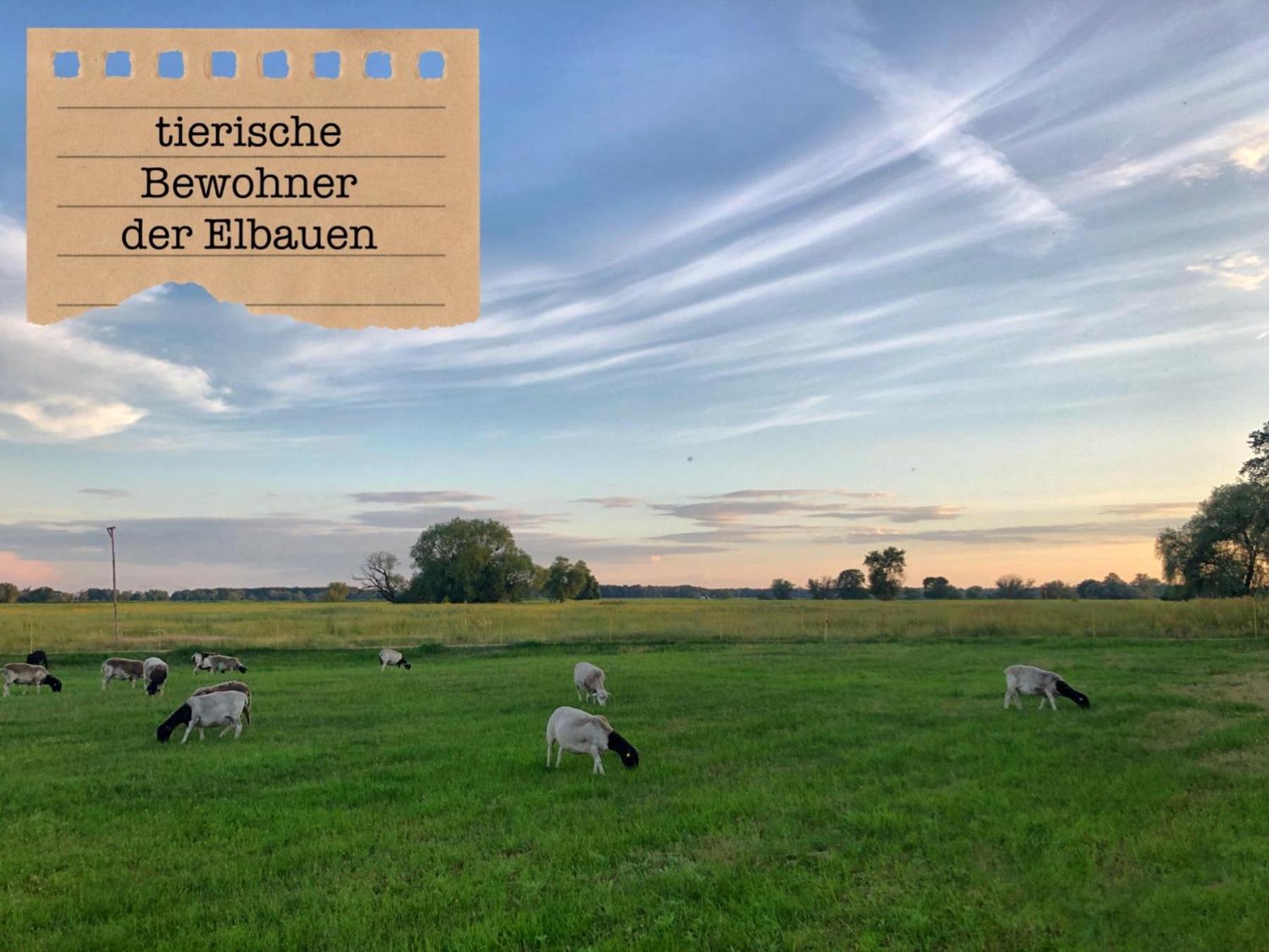 Alte Schule Wittenberg, 3 Ferienwohnungen Fuer Bis Zu 12 Personen, An Der Elbe, Mit Garten Екстериор снимка