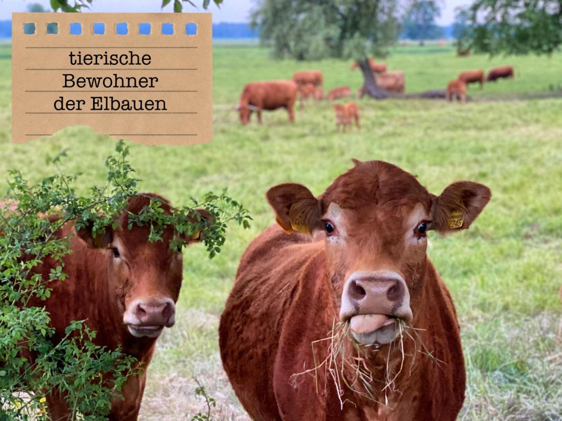 Alte Schule Wittenberg, 3 Ferienwohnungen Fuer Bis Zu 12 Personen, An Der Elbe, Mit Garten Екстериор снимка