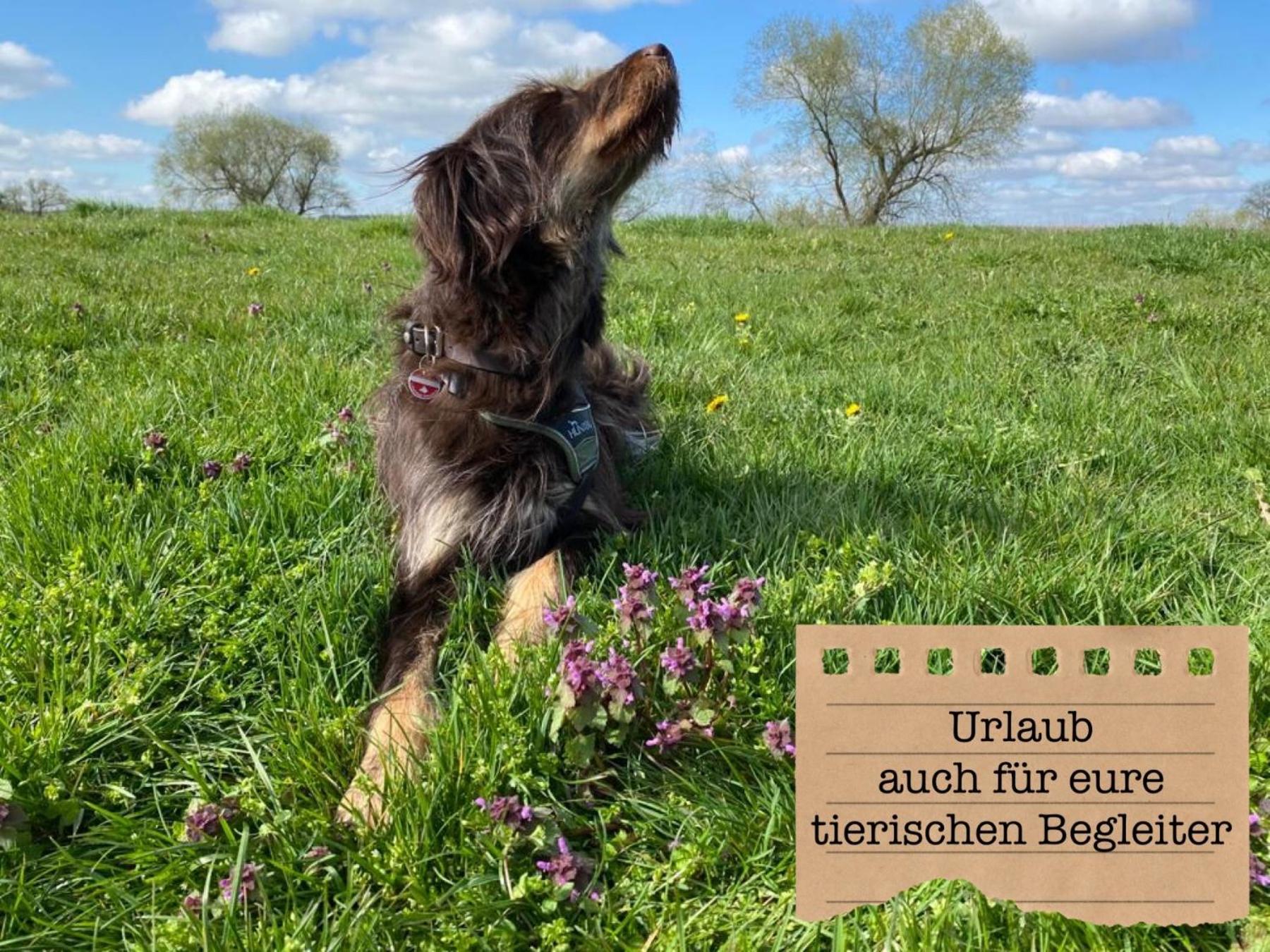 Alte Schule Wittenberg, 3 Ferienwohnungen Fuer Bis Zu 12 Personen, An Der Elbe, Mit Garten Екстериор снимка